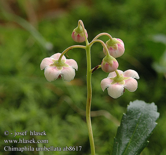 Chimaphila umbellata Zimoľub okolíkatý Zimozelen okolíkatý Quimafila Ryl