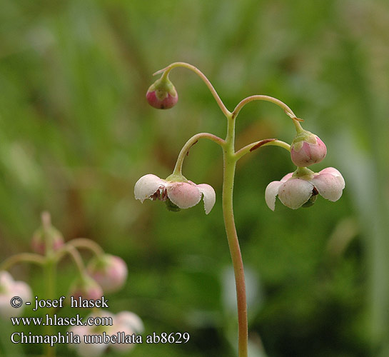 Chimaphila umbellata Zimozelen okolíkatý