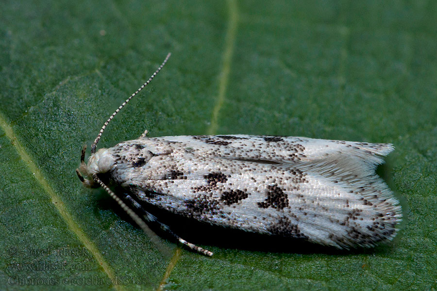 Chionodes electella Psota smreková