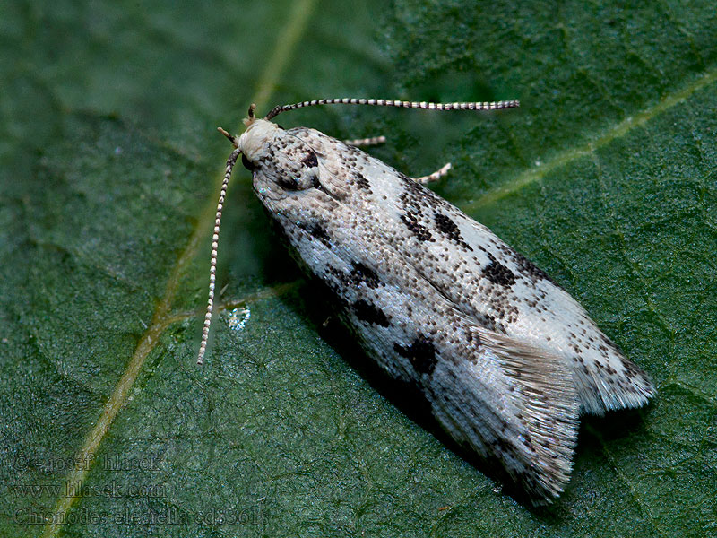 Chionodes electella Gevlekte witkoppalpmot