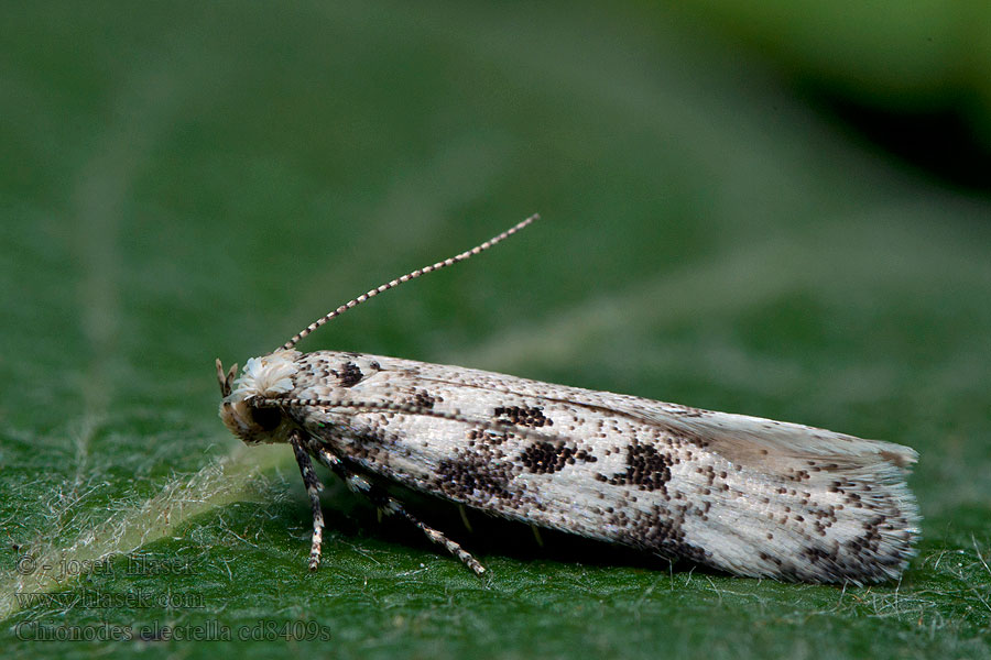 Chionodes electella Granbarkstävmal