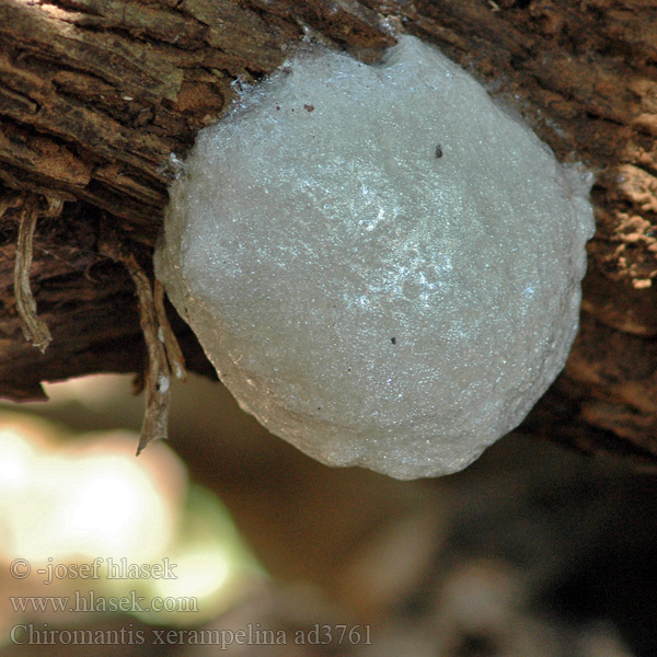 Chiromantis xerampelina Grey Foam-nest Treefrog Southern Pěnovnice jižní Grauer Baumfrosch Nogolotka siwa Восточноафриканская хватающая лягушка