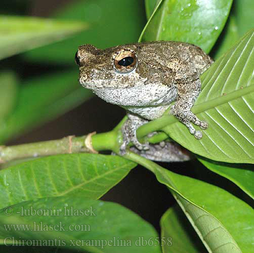 Восточноафриканская хватающая лягушка Chiromantis xerampelina Grey Foam-nest Treefrog Southern Pěnovnice jižní Grauer Baumfrosch Nogolotka siwa