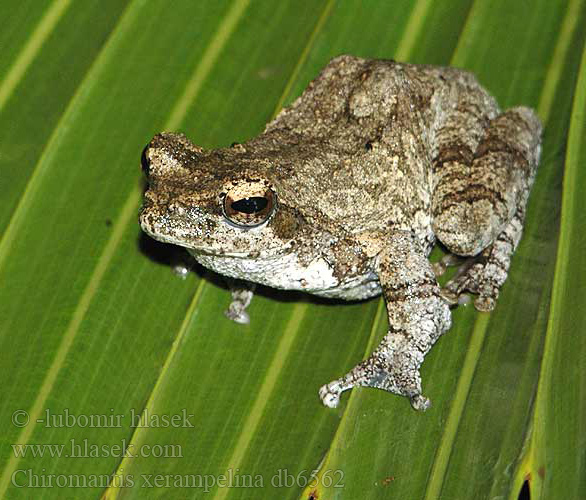 Grey Foam-nest Treefrog Southern Pěnovnice jižní Grauer Baumfrosch Nogolotka siwa Восточноафриканская хватающая лягушка Chiromantis xerampelina