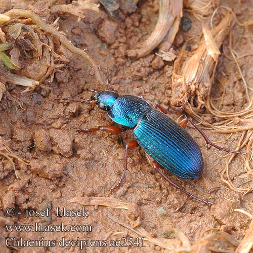 Chlaenius decipiens ae2541