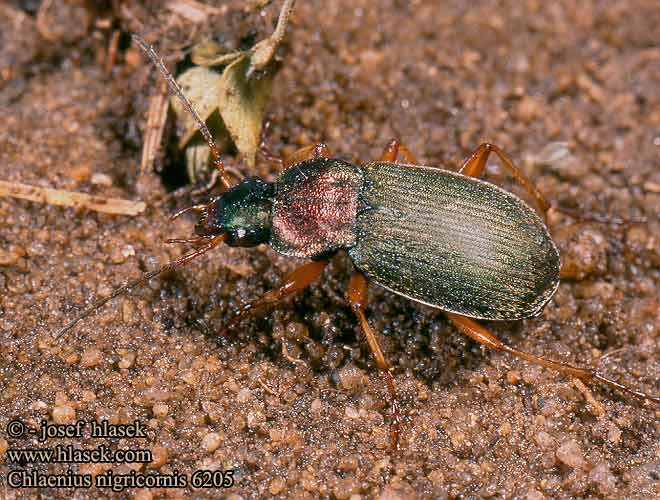 Chlaenius nigricornis Grøn fløjlsløber