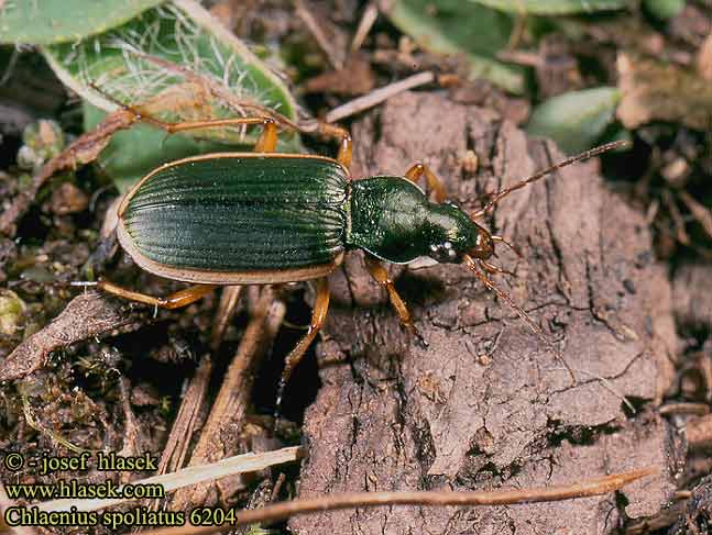 Chlaenius spoliatus 6204 KR: 긴줄무늬먼지벌레