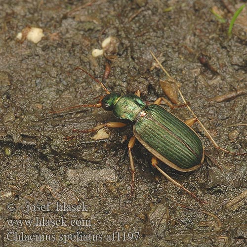Chlaenius spoliatus af1197 KR: 긴줄무늬먼지벌레
