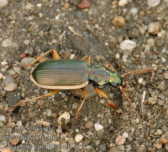 Chlaenius spoliatus af1610