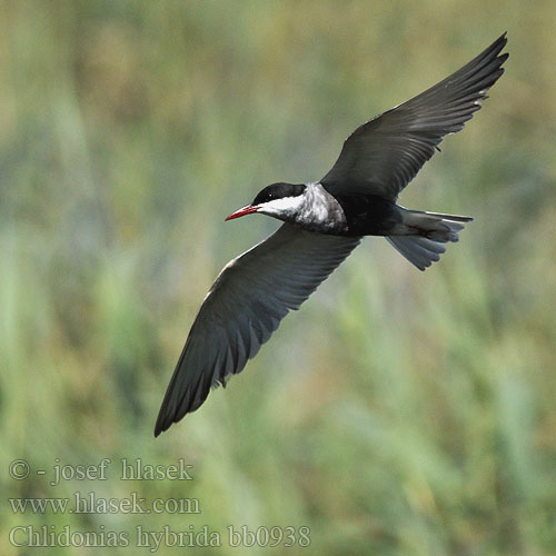 Chlidonias hybridus hybrida Whiskered Tern Weißbart-Seeschwalbe Guifette moustac Fumarel Cariblanco Rybák bahenní Hvidskægget Terne Witwangstern Valkoposkitiira Mignattino piombato Hvitkinnsvartterne Skäggtärna Крачка белощекая Rybitwa białowąsa Fattyúszerkő Čorík bahenný bjelokrila čigra 须浮鸥 クロハラアジサシ الخرشنة المشوربة 구레나루제비갈매기 Μουστακογλάρονο Gaivina-de-faces-brancas Білощокий кряок Witbaardmeerswael Bıyıklı Sumru מרומית לבנת לחי