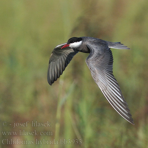 Whiskered Tern Weißbart-Seeschwalbe Guifette moustac Fumarel Cariblanco Rybák bahenní Hvidskægget Terne Witwangstern Valkoposkitiira Mignattino piombato Hvitkinnsvartterne Skäggtärna Крачка белощекая Rybitwa białowąsa Fattyúszerkő Čorík bahenný bjelokrila čigra 须浮鸥 クロハラアジサシ الخرشنة المشوربة 구레나루제비갈매기 Μουστακογλάρονο Gaivina-de-faces-brancas Білощокий кряок Witbaardmeerswael Bıyıklı Sumru מרומית לבנת לחי Chlidonias hybridus hybrida