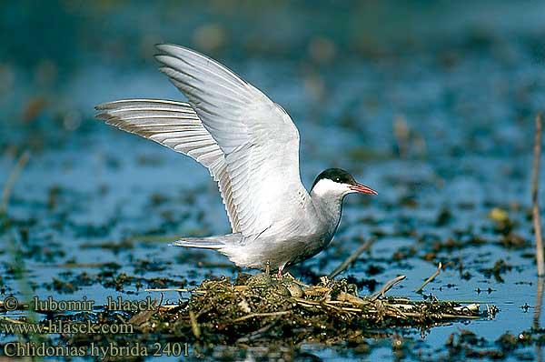 Chlidonias hybridus Whiskered Tern Weißbart-Seeschwalbe Guifette moustac Fumarel Cariblanco Rybák bahenní Hvidskægget Terne Witwangstern Valkoposkitiira Mignattino piombato Hvitkinnsvartterne Skäggtärna Крачка белощекая Rybitwa białowąsa Fattyúszerkő Čorík bahenný bjelokrila čigra 须浮鸥 クロハラアジサシ الخرشنة المشوربة 구레나루제비갈매기 Μουστακογλάρονο Gaivina-de-faces-brancas Білощокий кряок Witbaardmeerswael Bıyıklı Sumru מרומית לבנת לחי