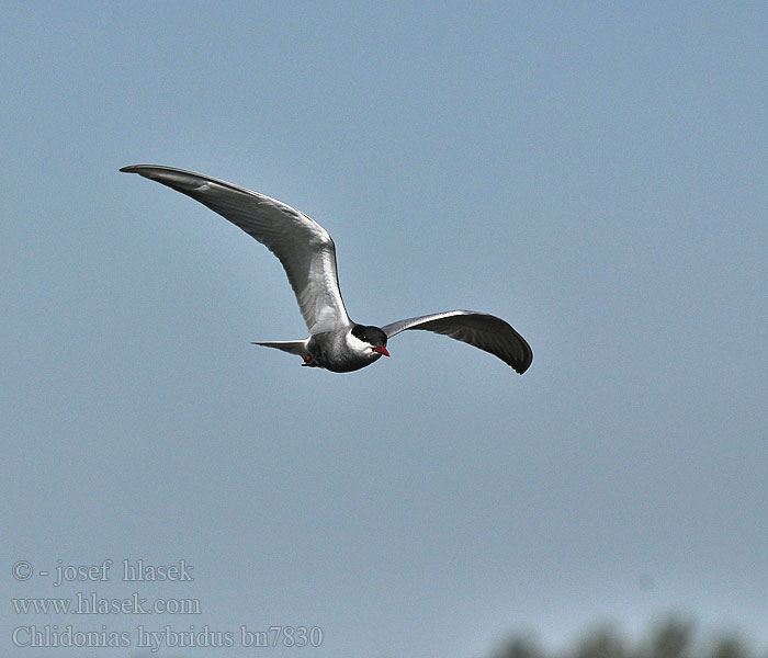 Chlidonias hybrida hybridus Whiskered Tern Weißbart-Seeschwalbe