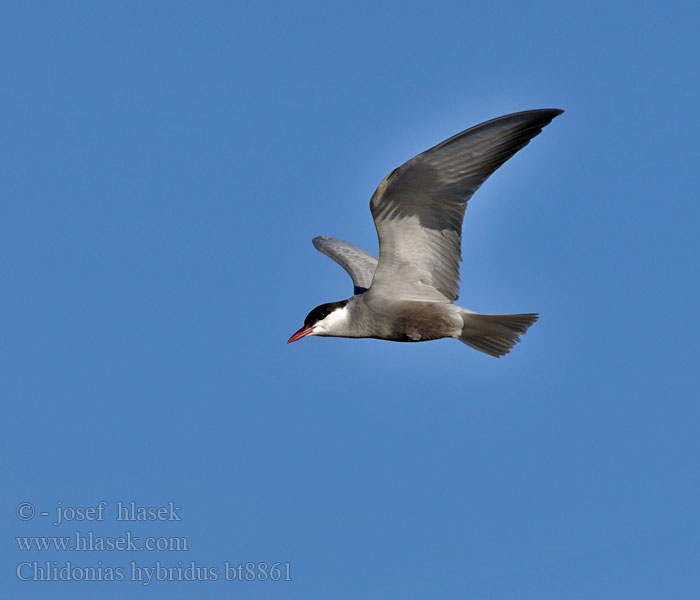 Chlidonias hybridus hybrida Whiskered Tern