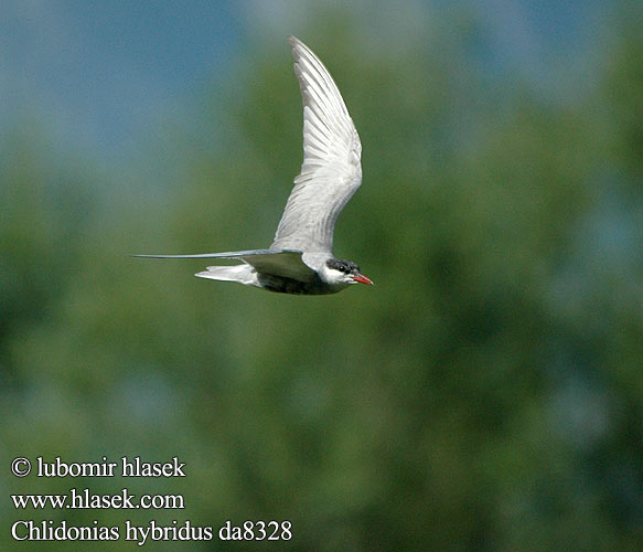 Witbaardmeerswael Bıyıklı Sumru מרומית לבנת לחי Chlidonias hybridus Whiskered Tern Weißbart-Seeschwalbe Guifette moustac Fumarel Cariblanco Rybák bahenní Hvidskægget Terne Witwangstern Valkoposkitiira Mignattino piombato Hvitkinnsvartterne Skäggtärna Крачка белощекая Rybitwa białowąsa Fattyúszerkő Čorík bahenný bjelokrila čigra 须浮鸥 クロハラアジサシ الخرشنة المشوربة 구레나루제비갈매기 Μουστακογλάρονο Gaivina-de-faces-brancas Білощокий кряок