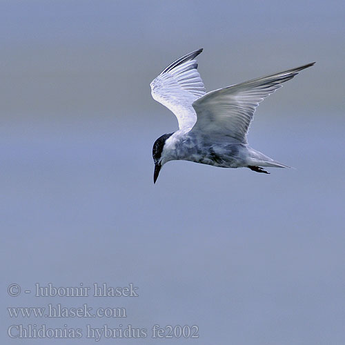 Witbaardmeerswael Bıyıklı Sumru מרומית לבנת לחי Chlidonias hybridus Whiskered Tern Weißbart-Seeschwalbe Guifette moustac Fumarel Cariblanco Rybák bahenní Hvidskægget Terne Witwangstern Valkoposkitiira Mignattino piombato Hvitkinnsvartterne Skäggtärna Крачка белощекая Rybitwa białowąsa Fattyúszerkő Čorík bahenný bjelokrila čigra 须浮鸥 クロハラアジサシ الخرشنة المشوربة 구레나루제비갈매기 Μουστακογλάρονο Gaivina-de-faces-brancas Білощокий кряок