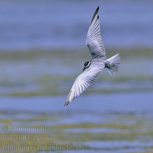 Whiskered Tern Weißbart-Seeschwalbe Guifette moustac Fumarel Cariblanco Rybák bahenní Hvidskægget Terne Witwangstern Valkoposkitiira Mignattino piombato Hvitkinnsvartterne Skäggtärna Крачка белощекая Rybitwa białowąsa Fattyúszerkő Čorík bahenný bjelokrila čigra 须浮鸥 クロハラアジサシ الخرشنة المشوربة 구레나루제비갈매기 Μουστακογλάρονο Gaivina-de-faces-brancas Білощокий кряок Witbaardmeerswael Bıyıklı Sumru מרומית לבנת לחי Chlidonias hybridus