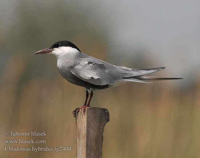 Chlidonias hybridus hybrida Whiskered Tern Weißbart-Seeschwalbe Guifette moustac Fumarel Cariblanco Rybák bahenní Hvidskægget Terne Witwangstern Valkoposkitiira Mignattino piombato Hvitkinnsvartterne Skäggtärna Крачка белощекая Rybitwa białowąsa Fattyúszerkő Čorík bahenný 须浮鸥 Bjelokrila čigra クロハラアジサシ Gaivina-de-faces-brancas الخرشنة المشوربة Bıyıklı Sumru 구레나루제비갈매기 Μουστακογλάρονο Білощокий кряок Witbaardmeerswael מרומית לבנת לחי