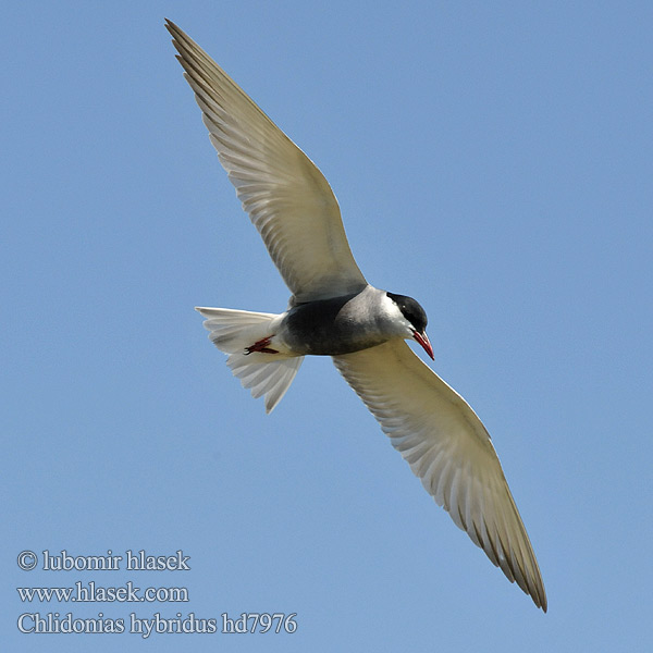 Witbaardmeerswael מרומית לבנת לחי Chlidonias hybridus hybrida Whiskered Tern Weißbart-Seeschwalbe Guifette moustac Fumarel Cariblanco Rybák bahenní Hvidskægget Terne Witwangstern Valkoposkitiira Mignattino piombato Hvitkinnsvartterne Skäggtärna Крачка белощекая Rybitwa białowąsa Fattyúszerkő Čorík bahenný 须浮鸥 Bjelokrila čigra クロハラアジサシ Gaivina-de-faces-brancas الخرشنة المشوربة Bıyıklı Sumru 구레나루제비갈매기 Μουστακογλάρονο Білощокий кряок