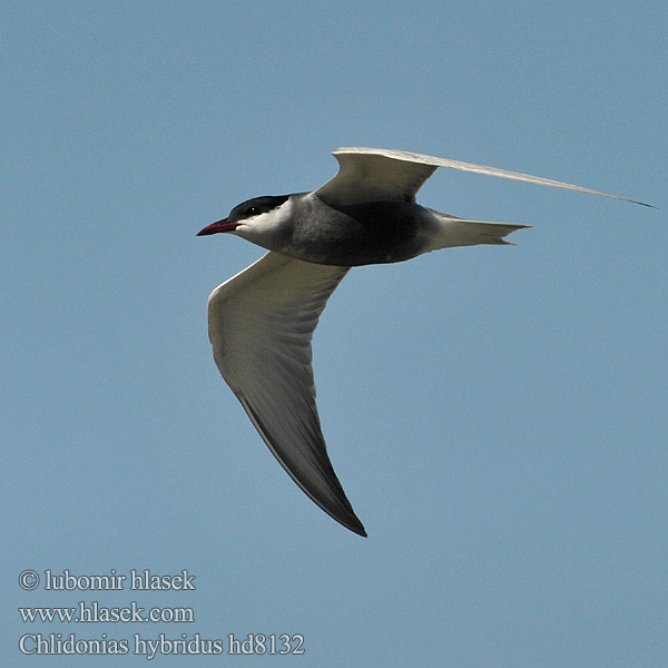 Chlidonias hybrida hybridus Whiskered Tern Weißbart-Seeschwalbe Witbaardmeerswael מרומית לבנת לחי Guifette moustac Fumarel Cariblanco Rybák bahenní Hvidskægget Terne Witwangstern Valkoposkitiira Mignattino piombato Hvitkinnsvartterne Skäggtärna Крачка белощекая Rybitwa białowąsa Fattyúszerkő Čorík bahenný 须浮鸥 Bjelokrila čigra クロハラアジサシ Gaivina-de-faces-brancas الخرشنة المشوربة Bıyıklı Sumru 구레나루제비갈매기 Μουστακογλάρονο Білощокий кряок