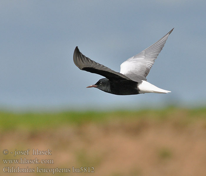 Chlidonias leucopterus White-winged Black Tern Weißflügel-Seeschwalbe Guifette leucoptà¨re Fumarel Aliblanco Rybák bělokřídlý Hvidvinget Terne Witvleugelstern Valkosiipitiira Mignattino alibianche Светлокрылая крачка Rybitwa białoskrzydła Fehérszárnyú szerko Rybár bielokrídly Čorík Crna bjelokrila 白翅浮鷗 Белокрылая крачка ハジロクロハラアジサシ Hvitvingesvartterne الخرشنة بيضاء الجناح Vitvingad tärna 흰죽지제비갈매기 Αργυρογλάρονο Gaivina-d'asa-branca Світлокрилий крячок Witvlerkmeerswael Akkanatlı sumru מרומית לבנת כנף