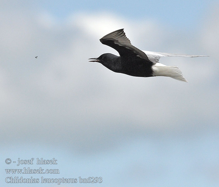 Witvlerkmeerswael Akkanatlı sumru מרומית לבנת כנף Chlidonias leucopterus White-winged Black Tern Weißflügel-Seeschwalbe Guifette leucoptà¨re Fumarel Aliblanco Rybák bělokřídlý Hvidvinget Terne Witvleugelstern Valkosiipitiira Mignattino alibianche Светлокрылая крачка Rybitwa białoskrzydła Fehérszárnyú szerko Rybár bielokrídly Čorík Crna bjelokrila 白翅浮鷗 Белокрылая крачка ハジロクロハラアジサシ Hvitvingesvartterne الخرشنة بيضاء الجناح Vitvingad tärna 흰죽지제비갈매기 Αργυρογλάρονο Gaivina-d'asa-branca Світлокрилий крячок