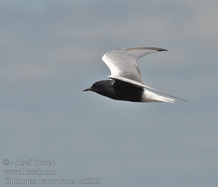 מרומית לבנת כנף Chlidonias leucopterus White-winged Black Tern Weißflügel-Seeschwalbe Guifette leucoptà¨re Fumarel Aliblanco Rybák bělokřídlý Hvidvinget Terne Witvleugelstern Valkosiipitiira Mignattino alibianche Светлокрылая крачка Rybitwa białoskrzydła Fehérszárnyú szerko Rybár bielokrídly Čorík Crna bjelokrila 白翅浮鷗 Белокрылая крачка ハジロクロハラアジサシ Hvitvingesvartterne الخرشنة بيضاء الجناح Vitvingad tärna 흰죽지제비갈매기 Αργυρογλάρονο Gaivina-d'asa-branca Світлокрилий крячок Witvlerkmeerswael Akkanatlı sumru