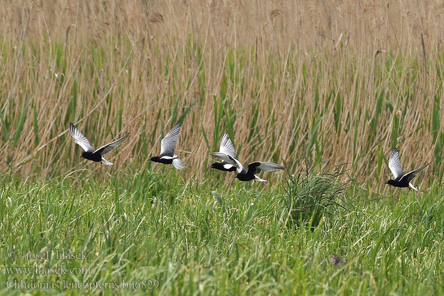 White-winged Black Tern Weißflügel-Seeschwalbe Guifette leucoptà¨re Fumarel Aliblanco Rybák bělokřídlý Hvidvinget Terne Witvleugelstern Valkosiipitiira Mignattino alibianche Светлокрылая крачка Rybitwa białoskrzydła Fehérszárnyú szerko Rybár bielokrídly Čorík Crna bjelokrila 白翅浮鷗 Белокрылая крачка ハジロクロハラアジサシ Hvitvingesvartterne الخرشنة بيضاء الجناح Vitvingad tärna 흰죽지제비갈매기 Αργυρογλάρονο Gaivina-d'asa-branca Світлокрилий крячок Witvlerkmeerswael Akkanatlı sumru מרומית לבנת כנף Chlidonias leucopterus