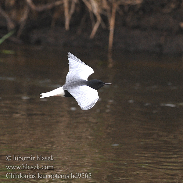 Chlidonias leucopterus hd9262