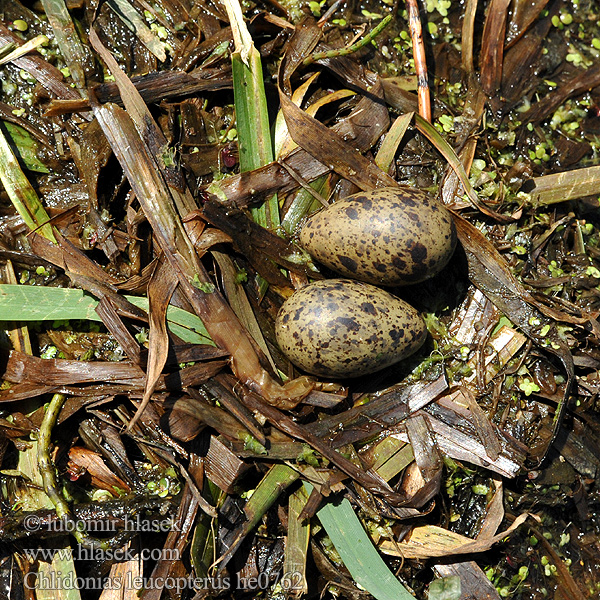 Chlidonias leucopterus he0762