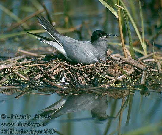 Chlidonias niger Black Tern Trauerseeschwalbe Guifette noire Fumarel Común Rybák černý Sortterne Zwarte Stern Mustatiira Mignattino Svartterne Svarttärna Crna čigra Черная крачка Rybitwa czarna Kormos szerkő Rybár Čorík čierny 黑浮鷗 Крачка черная ハシグロクロハラアジサシ الخرشنة السوداء Μαυρογλάρονο Gaivina-preta Чорний крячок Swartmeerswael Kara sumru מרומית שחורה