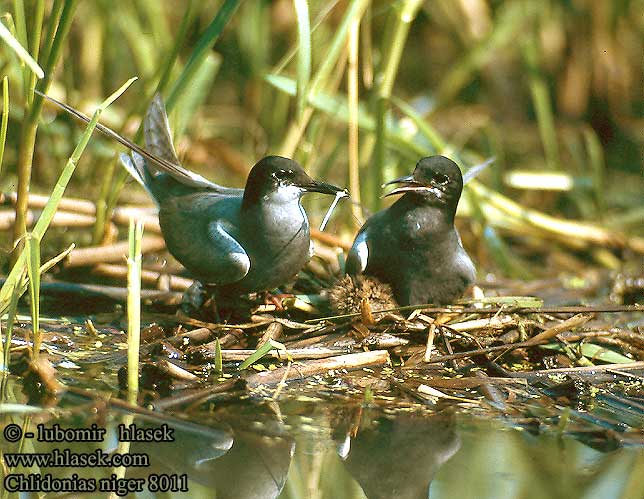 Chlidonias niger 8011