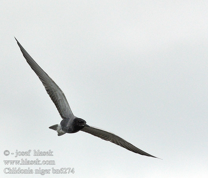 Μαυρογλάρονο Gaivina-preta Swartmeerswael Kara sumru מרומית שחורה Chlidonias niger Black Tern Trauerseeschwalbe Guifette noire Rybák černý Fumarel Común Sortterne Zwarte Stern Mustatiira Svartterne Mignattino Svarttärna Crna čigra Черная крачка Rybitwa czarna Kormos szerkő Rybár Čorík čierny 黑浮鷗 Крачка черная ハシグロクロハラアジサシ Чорний крячок الخرشنة السوداء