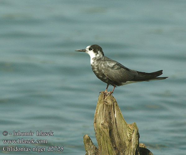 Gaivina-preta Чорний крячок Swartmeerswael Kara sumru מרומית שחורה Chlidonias niger Black Tern Trauerseeschwalbe Guifette noire Fumarel Común Rybák černý Sortterne Zwarte Stern Mustatiira Mignattino Svartterne Svarttärna Crna čigra Черная крачка Rybitwa czarna Kormos szerkő Rybár Čorík čierny 黑浮鷗 Крачка черная ハシグロクロハラアジサシ الخرشنة السوداء Μαυρογλάρονο