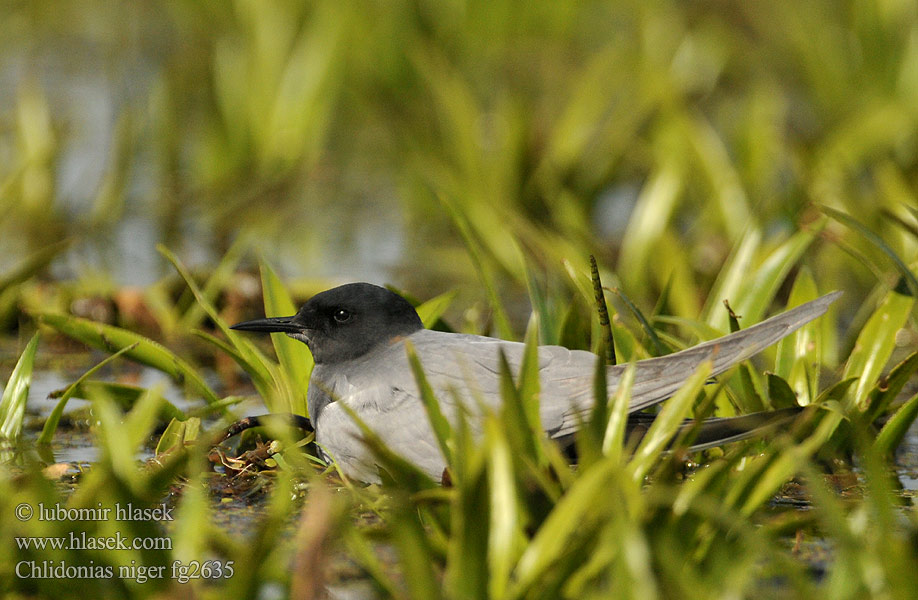 Kara sumru מרומית שחורה Chlidonias niger Black Tern Trauerseeschwalbe Guifette noire Rybák černý Fumarel Común Sortterne Zwarte Stern Mustatiira Svartterne Mignattino Svarttärna Crna čigra Черная крачка Rybitwa czarna Kormos szerkő Rybár Čorík čierny 黑浮鷗 Крачка черная ハシグロクロハラアジサシ Чорний крячок الخرشنة السوداء Μαυρογλάρονο Gaivina-preta Swartmeerswael