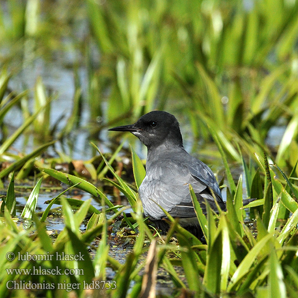 Black Tern Trauerseeschwalbe Guifette noire Rybák černý Fumarel Común Sortterne Zwarte Stern Mustatiira Svartterne Mignattino Svarttärna Crna čigra Черная крачка Rybitwa czarna Kormos szerkő Rybár Čorík čierny 黑浮鷗 Крачка черная ハシグロクロハラアジサシ Чорний крячок الخرشنة السوداء Μαυρογλάρονο Gaivina-preta Swartmeerswael Kara sumru מרומית שחורה Chlidonias niger