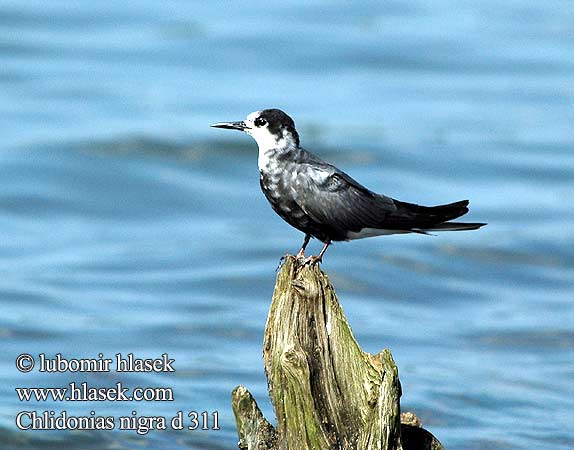 Black Tern Trauerseeschwalbe Guifette noire Fumarel Común Rybák černý Sortterne Zwarte Stern Mustatiira Mignattino Svartterne Svarttärna Crna čigra Черная крачка Rybitwa czarna Kormos szerkő Rybár Čorík čierny 黑浮鷗 Крачка черная ハシグロクロハラアジサシ الخرشنة السوداء Μαυρογλάρονο Gaivina-preta Чорний крячок Swartmeerswael Kara sumru מרומית שחורה Chlidonias niger