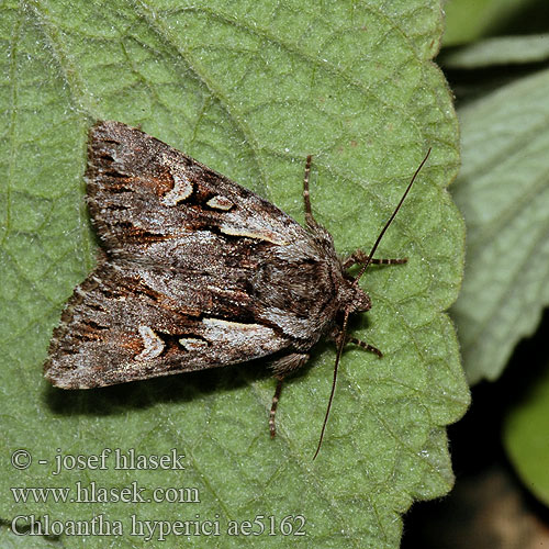 Chloantha hyperici Actinotia Pale-shouldered Cloud