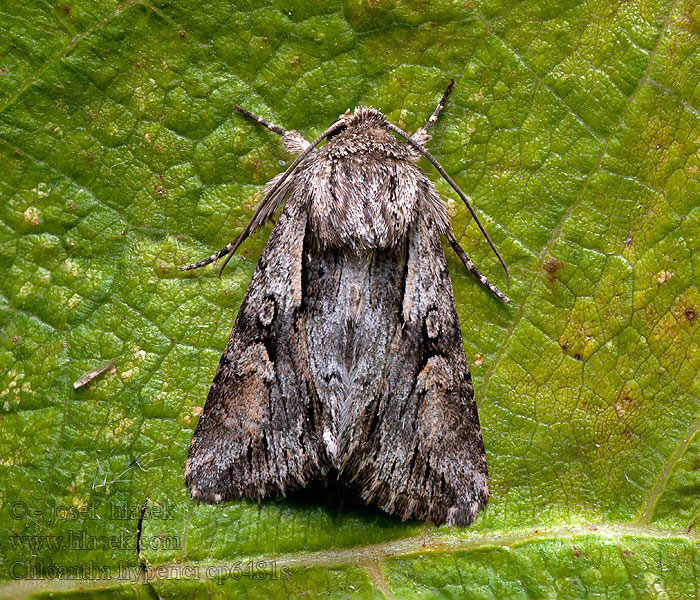 Pale-shouldered Cloud Sivkavec ľubovníkový Chloantha hyperici