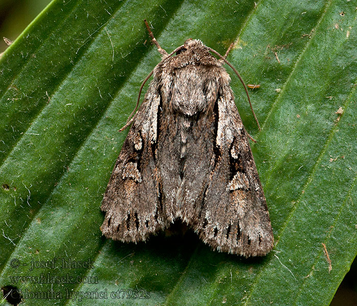 Chloantha hyperici