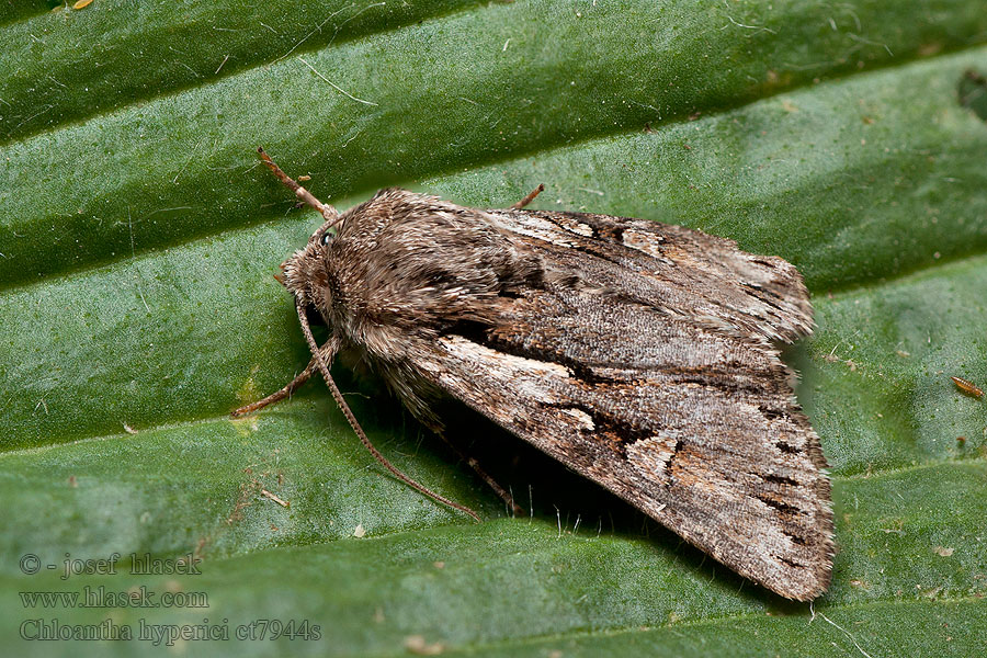 Chloantha hyperici