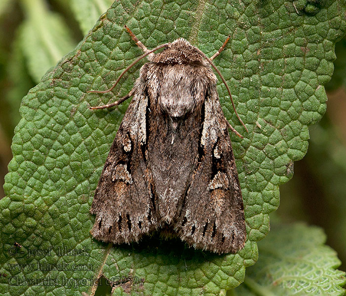 Chloantha hyperici