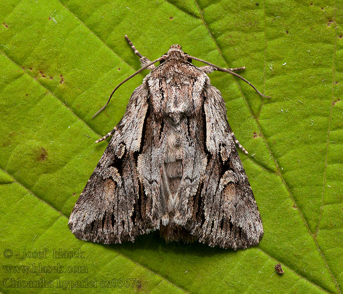 Chloantha hyperici