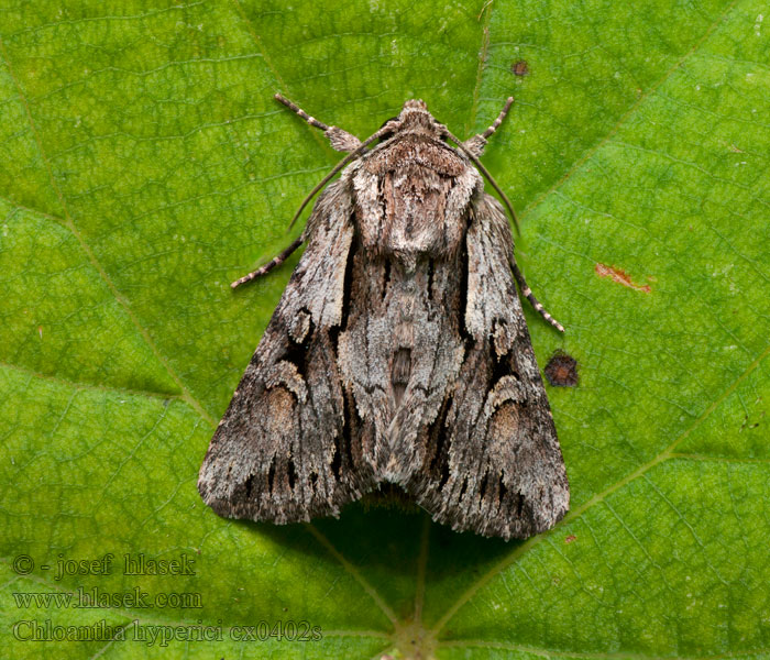 Chloantha hyperici