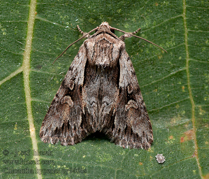 Chloantha hyperici