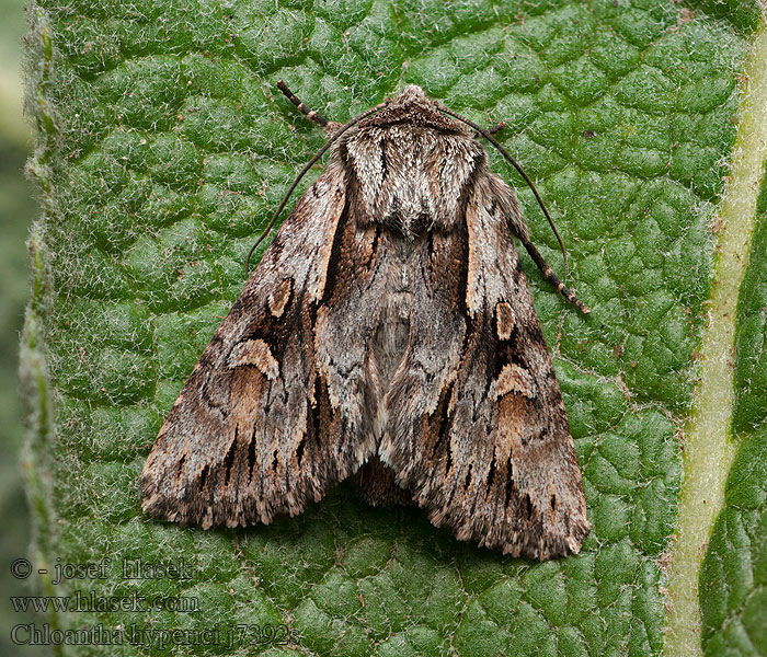 Chloantha hyperici