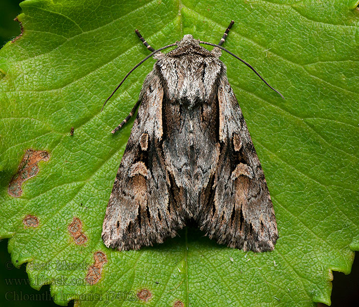 Chloantha hyperici