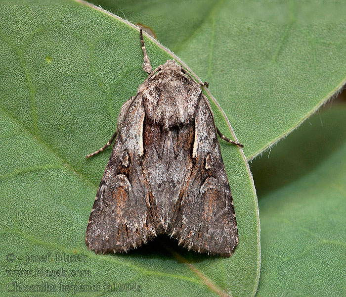 Chloantha hyperici