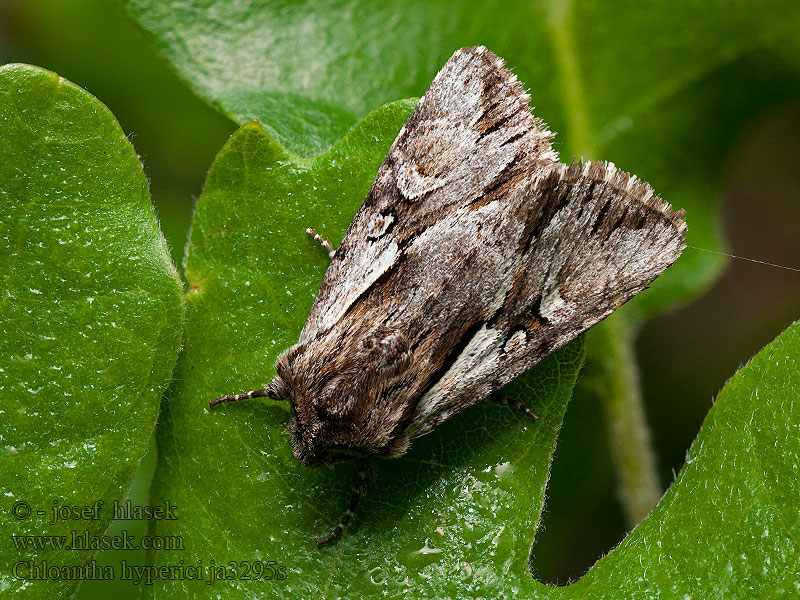 Chloantha hyperici