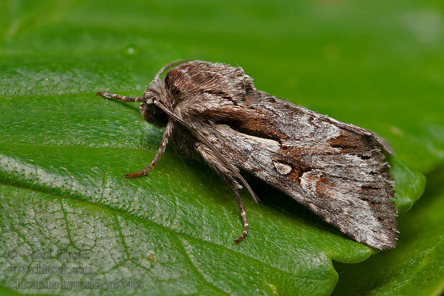 Chloantha hyperici